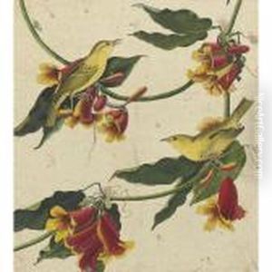 Rathbone Warbler