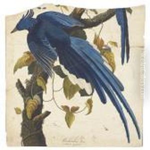 Columbia Jay by John James Audubon