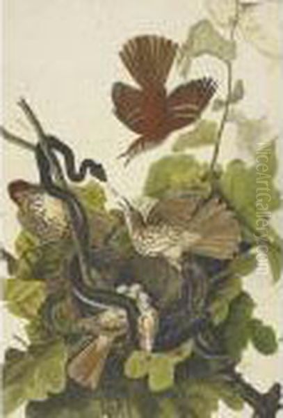 Ferruginous Thrush - view 1