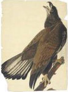 White-headed Eagle by John James Audubon
