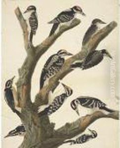 Maria's Woodpecker by John James Audubon
