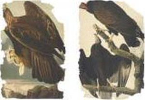 Turkey Buzzard And Golden Eagle Turkey Buzzard And Golden Eagle