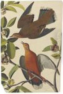 Zenaida Dove by John James Audubon