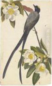 Fork-tailed Flycatcher And Tyrant Flycatcher by John James Audubon