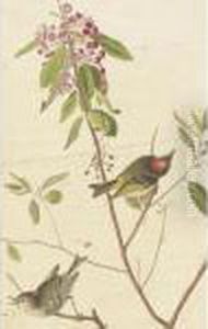Ruby-crowned Wren And Black-throated Blue Warbler by John James Audubon
