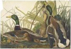 Mallard Duck