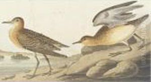 Buff-breasted Sandpiper And Cow Bunting Buff-breasted Sandpiper And Cow Bunting
