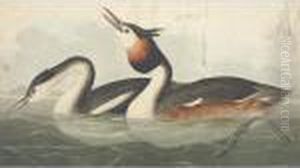 Crested Grebe by John James Audubon