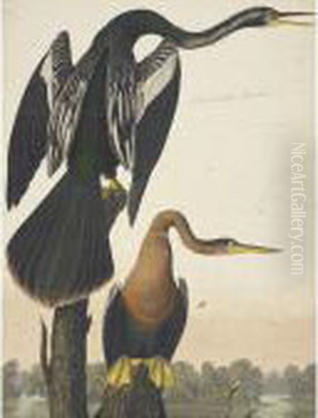 Black-bellied Darter - view 1