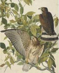 Broad-winged Hawk by John James Audubon