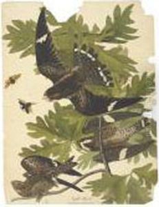 Night Hawk by John James Audubon