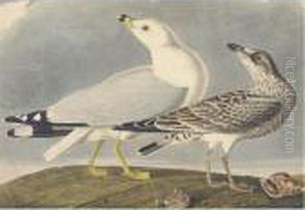 Common American Gull - view 1