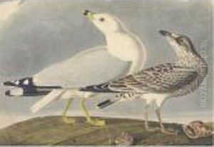 Common American Gull