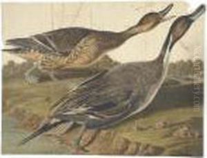Pin-tailed Duck by John James Audubon