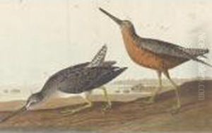 Red-breasted Snipe And Schinz's Sandpiper by John James Audubon