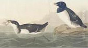 Little Auk And Hyperborean Phalarope