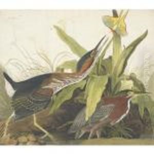 Green Heron by John James Audubon