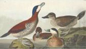 Ruddy Duck by John James Audubon