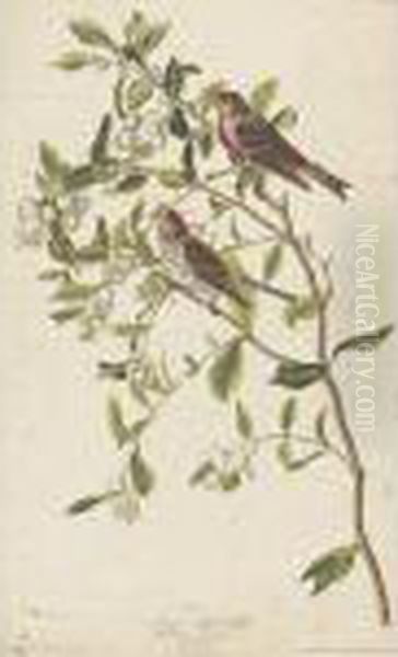 Lesser Red Poll - view 1