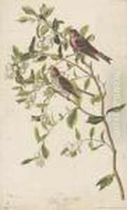 Lesser Red Poll by John James Audubon