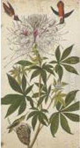 Rough-necked Hummingbird