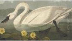 Common American Swan by John James Audubon
