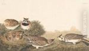 "shore Lark",
No. 40, Plate 200 by John James Audubon