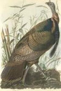 Wild Turkey by John James Audubon