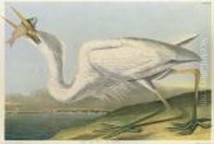 By Julius Bien by John James Audubon