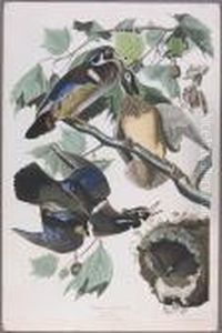 Summer Or Wood Duck (pl. Ccvi) by John James Audubon