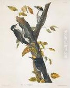 Three-toed Woodpecker (pl. Cxxxii)
