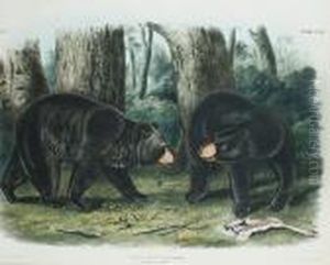 American Black Bear