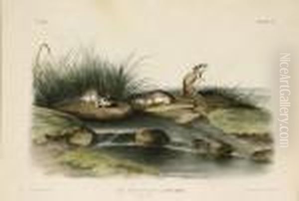 Missouri Mouse - view 1