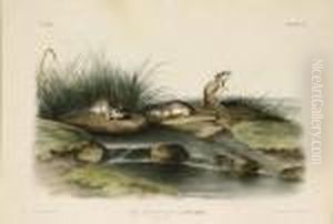 Missouri Mouse