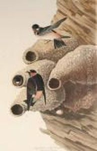 Republican Or Cliff Swallow Republican Or Cliff Swallow