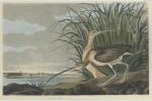 Long-billed Curlew (plate Ccxxxi)
