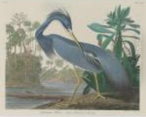 Louisiana Heron (plate Ccxvii)