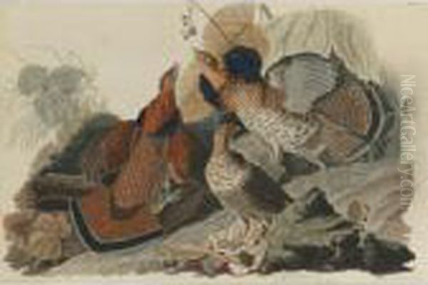 Ruffed Grouse (plate 41) - view 1