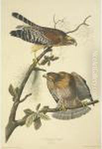 Red-shouldered Hawk (plate 56) by John James Audubon