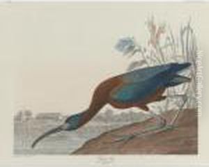 Glossy Ibis (plate Ccclxxxvii) Glossy Ibis (plate Ccclxxxvii)
