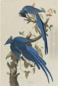 Columbia Jay (plate 96) by John James Audubon