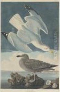 Herring Gull (plate Ccxci) by John James Audubon