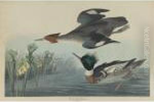Red-breasted Merganser (plate Cccci) - view 1