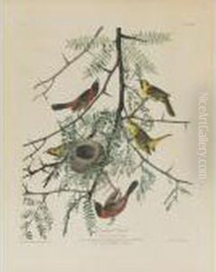 Orchard Oriole (plate Xlii) by John James Audubon