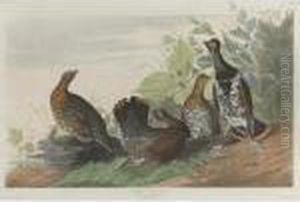 Spotted Or Canada Grouse (plate Clxxvi)
