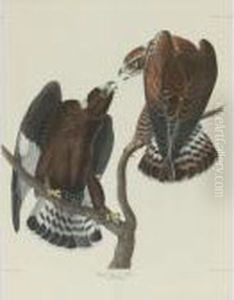 Rough-legged Falcon (plate Ccccxxii) Rough-legged Falcon (plate Ccccxxii)