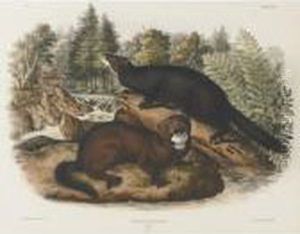 Mink And Canada-otter, Male (plates Xxxiii And Cxxii) Mink And Canada-otter, Male (plates Xxxiii And Cxxii)