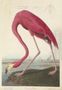 American Flamingo (plate Cccxxxi) by John James Audubon