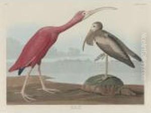 Scarlet Ibis (plate Cccxcvii) by John James Audubon