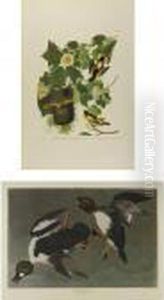 A Large Group Of Amsterdam Edition Audubons by John James Audubon